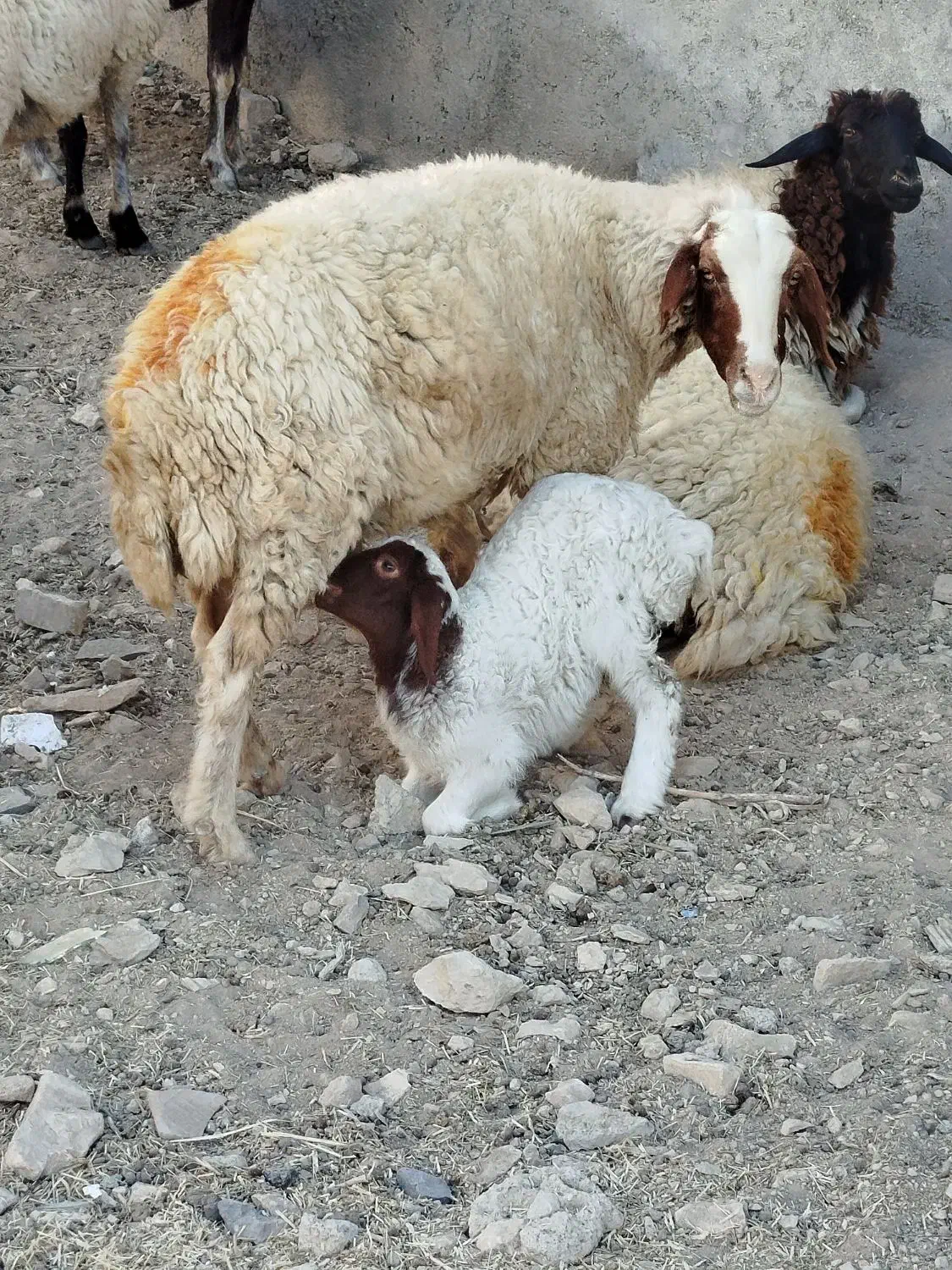 میش داشتی|حیوانات مزرعه|آبدانان, |دیوار