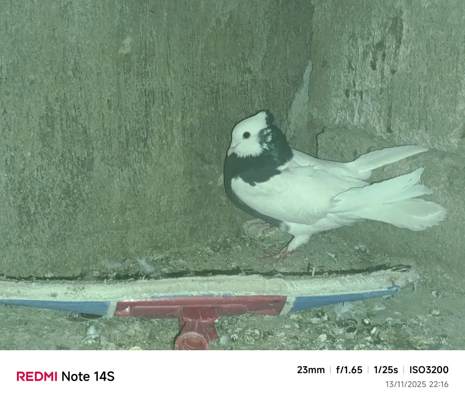 سلام فروش یک جفت کبوتر طوقی|پرنده|دهدشت, |دیوار