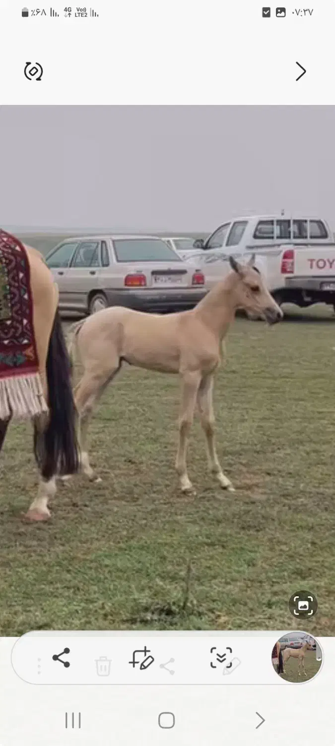 فروش نریون|اسب و تجهیزات اسب‌سواری|کرمان, |دیوار