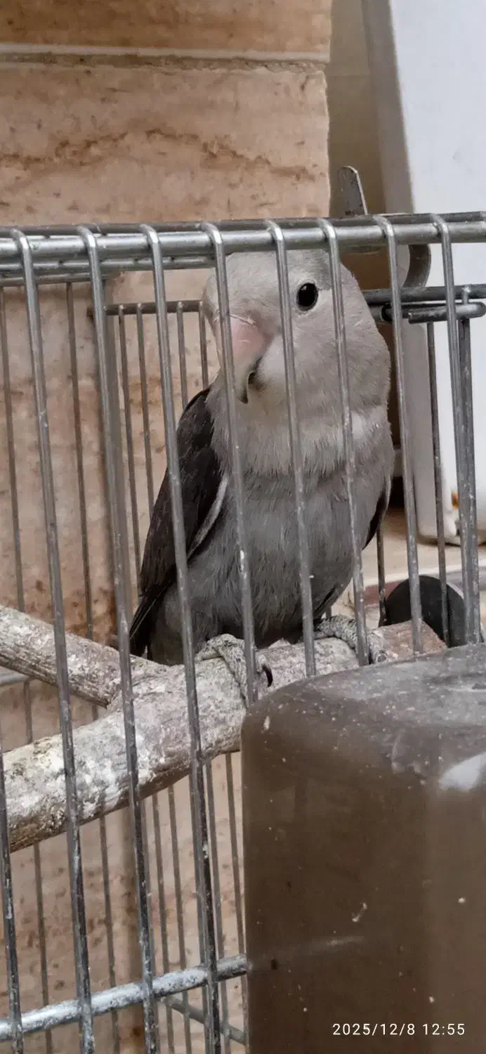 طوطی برزیلی معاوضه با پرنده|پرنده|سنندج, |دیوار