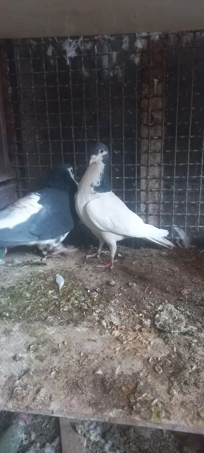 امری وخال|پرنده|فردوس (خراسان), |دیوار