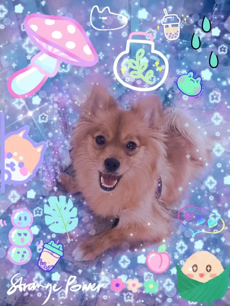 فروش دو سگ نر و ماده|سگ|شیراز, طلاب|دیوار