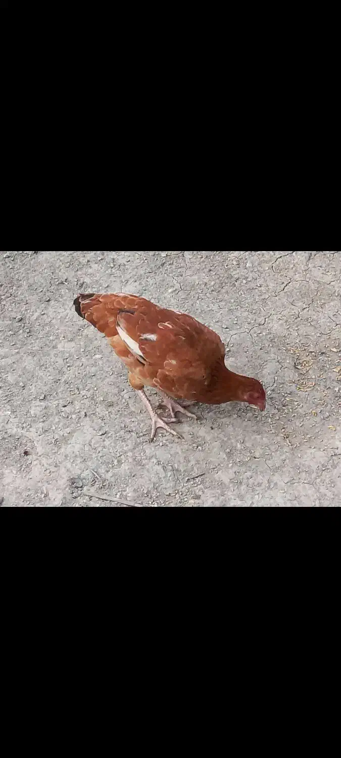 نیمچه مرغ و خروس محلی اصل|حیوانات مزرعه|گنبد کاووس, |دیوار