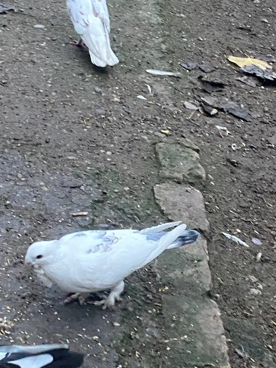 جفت بلژیکی خوش رنگ|پرنده|ساری, |دیوار