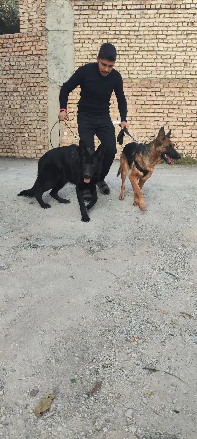 واگذاری یک جفت سگ ژرمن جفت ماده|سگ|ابریشم, |دیوار