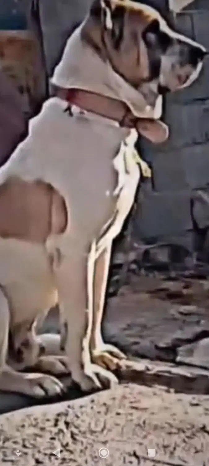 سگ.یک.ساله.توافقی|سگ|مانه, |دیوار