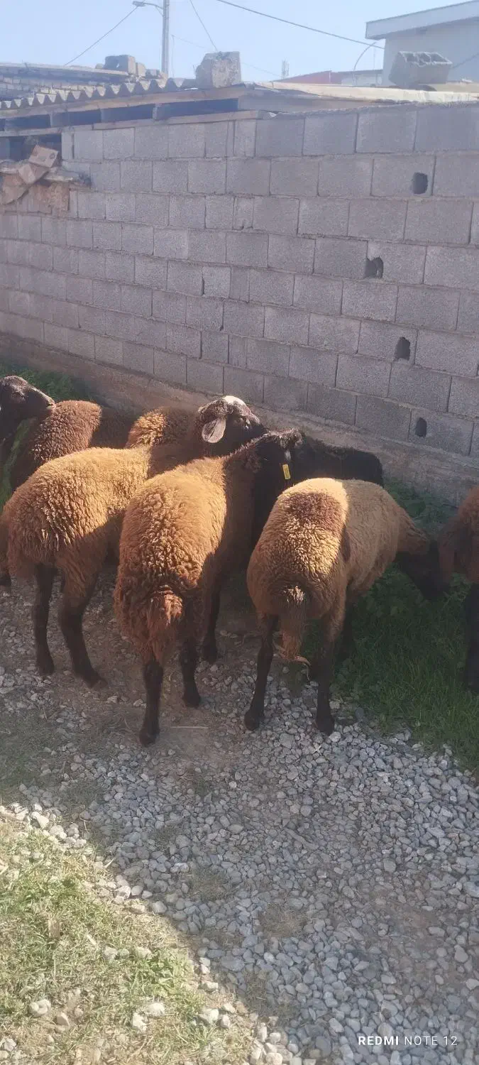 بره|حیوانات مزرعه|سیمین شهر, |دیوار