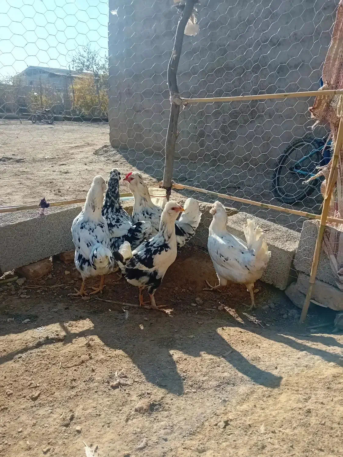 مرغ گلین وجوجه گلین نیمچه|حیوانات مزرعه|انبارآلوم, |دیوار