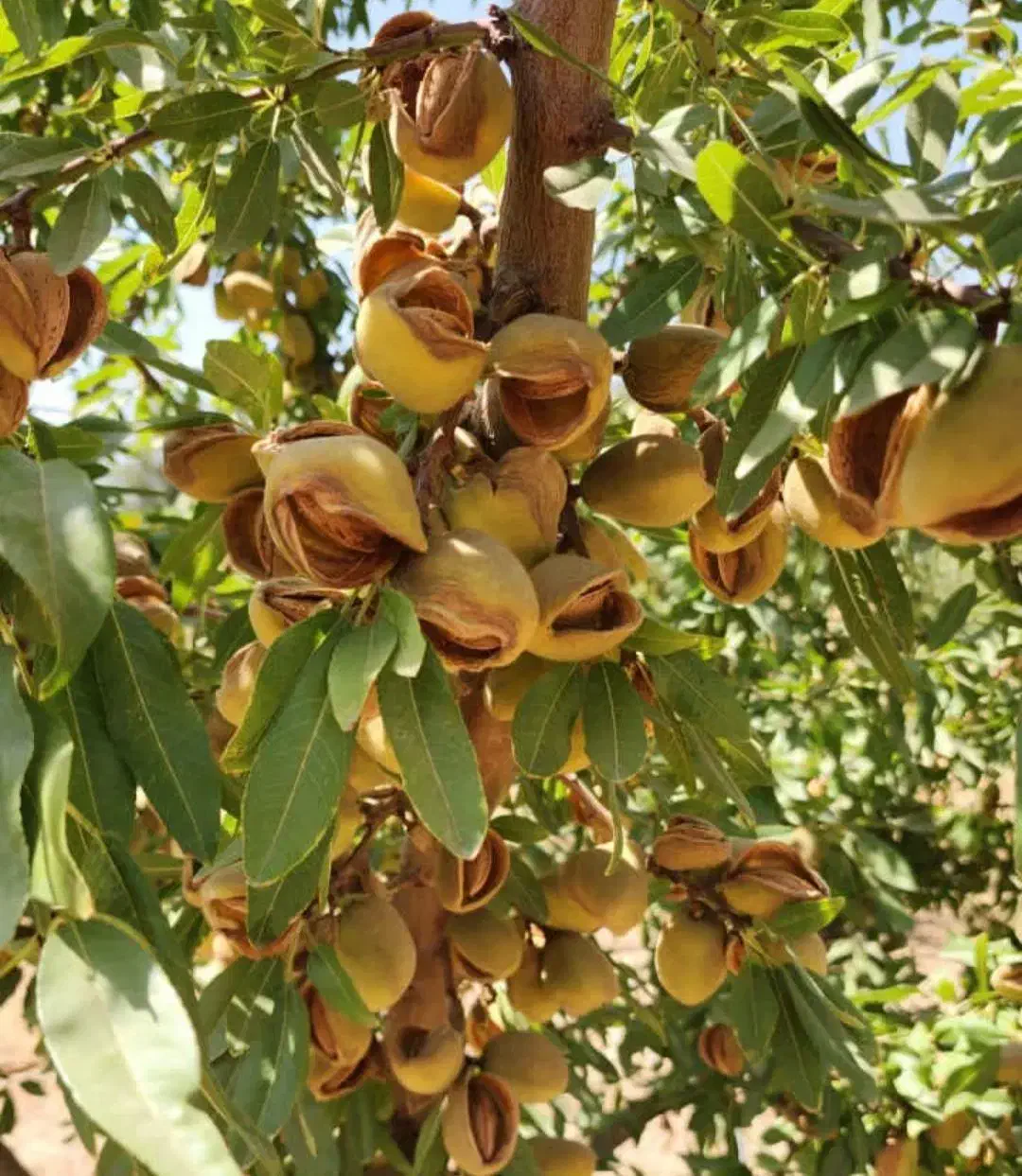 نهال بادام و گردو و ارقام مختلف میوه زود بارده|خدمات باغبانی و درختکاری|فیروزکوه, |دیوار