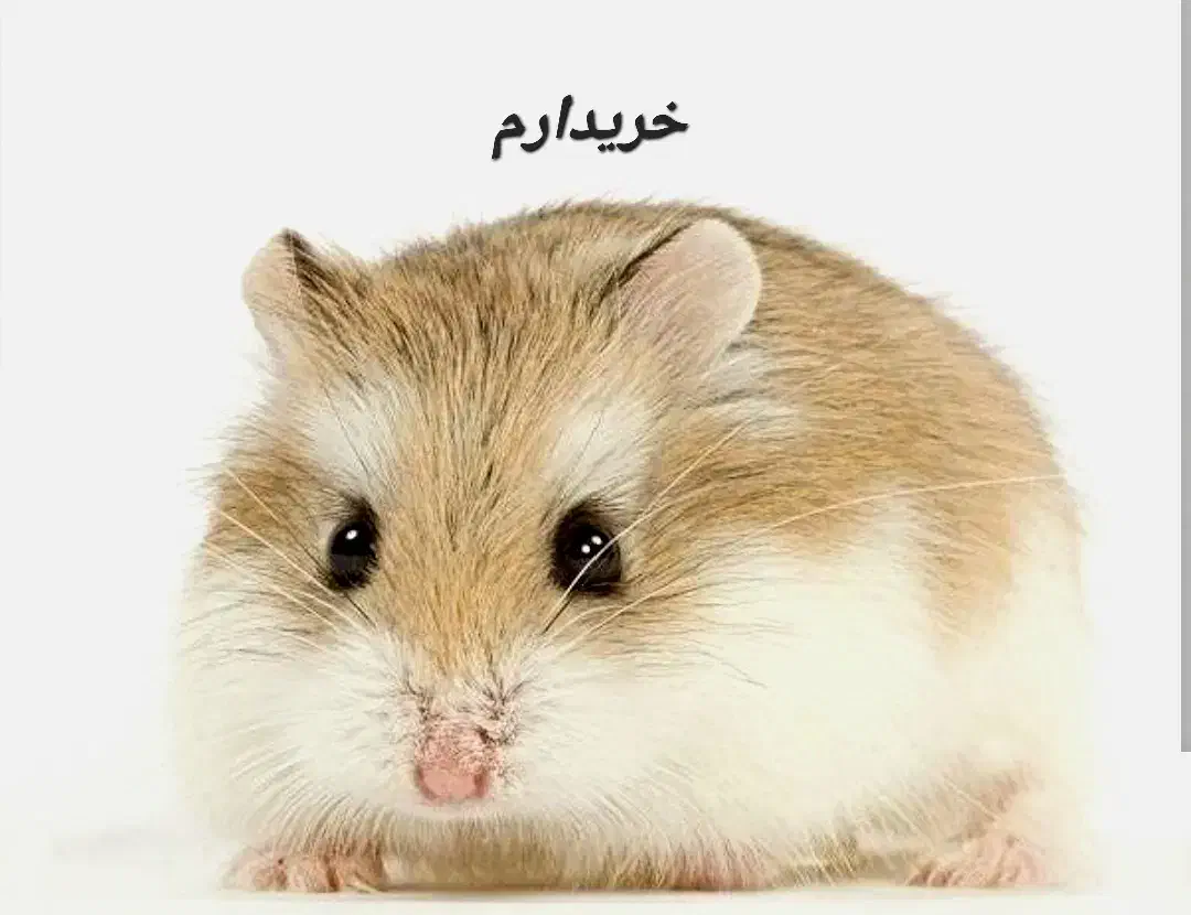 همستر نر|موش و خرگوش|بندرعباس, |دیوار