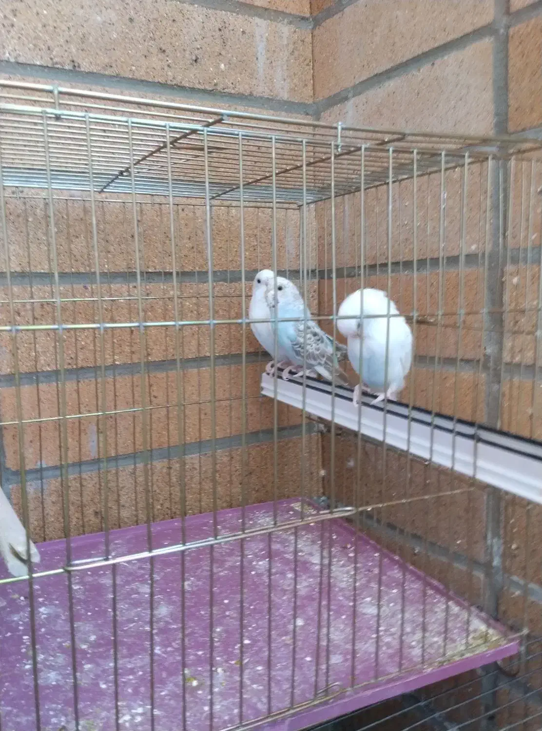 فروش 7عدد مرغ عشق انگلیسی|پرنده|شهرضا, |دیوار