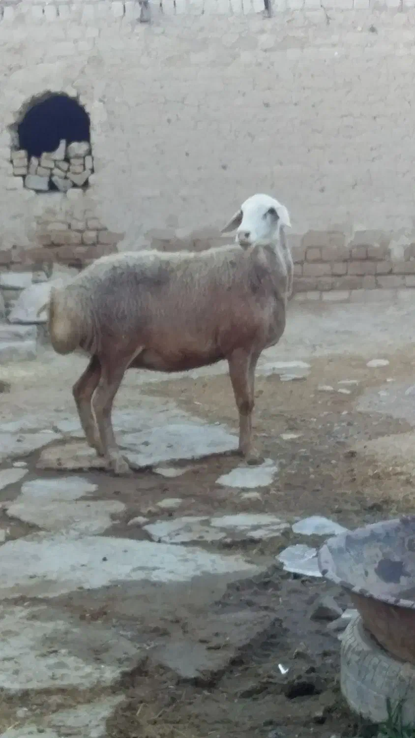 گوسفند|حیوانات مزرعه|سنقر, |دیوار
