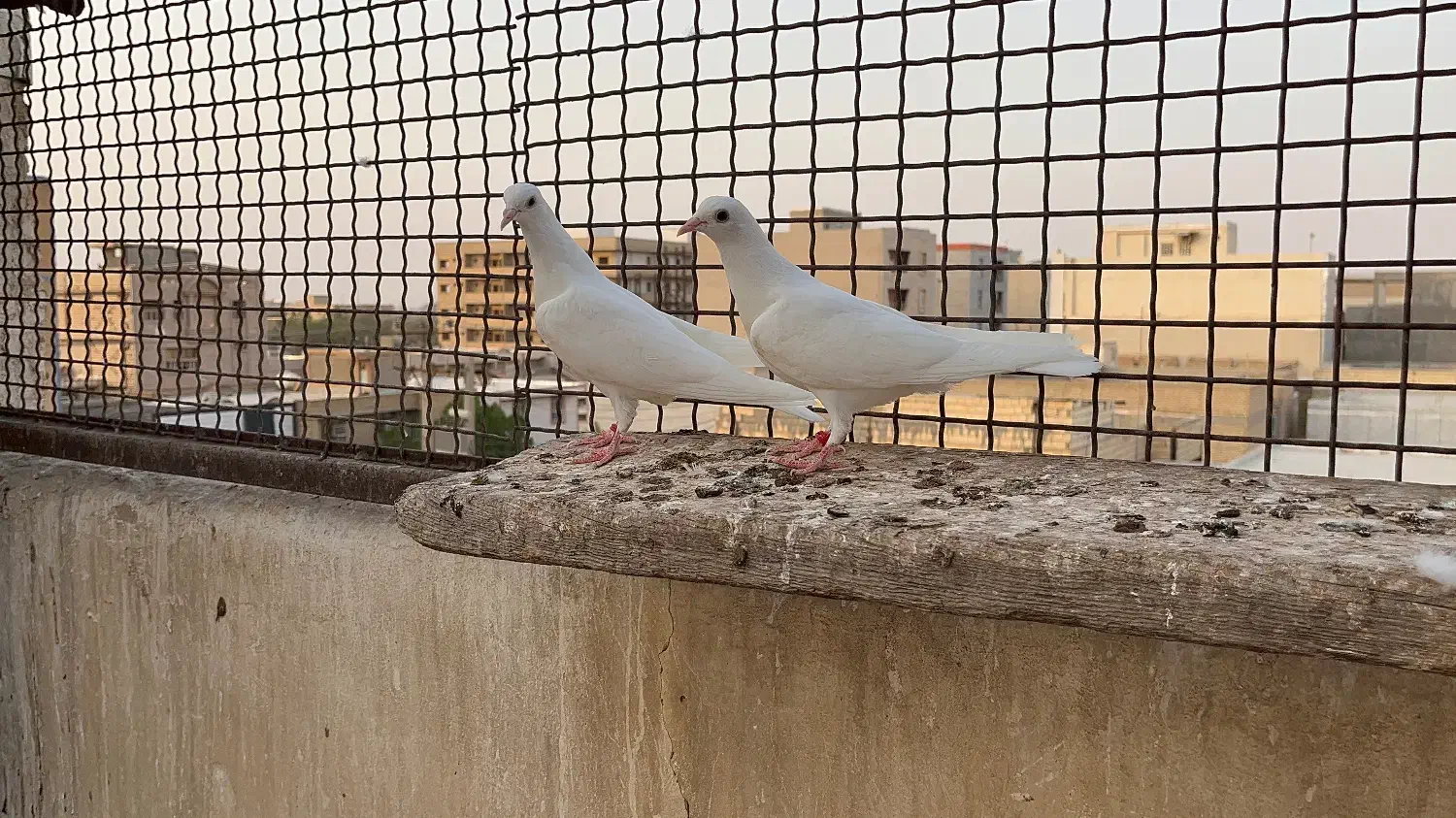 باسلام|پرنده|گلستان (تهران), |دیوار