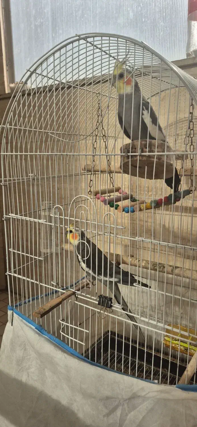 عروس هلندی|پرنده|مشهد, فردوسی|دیوار