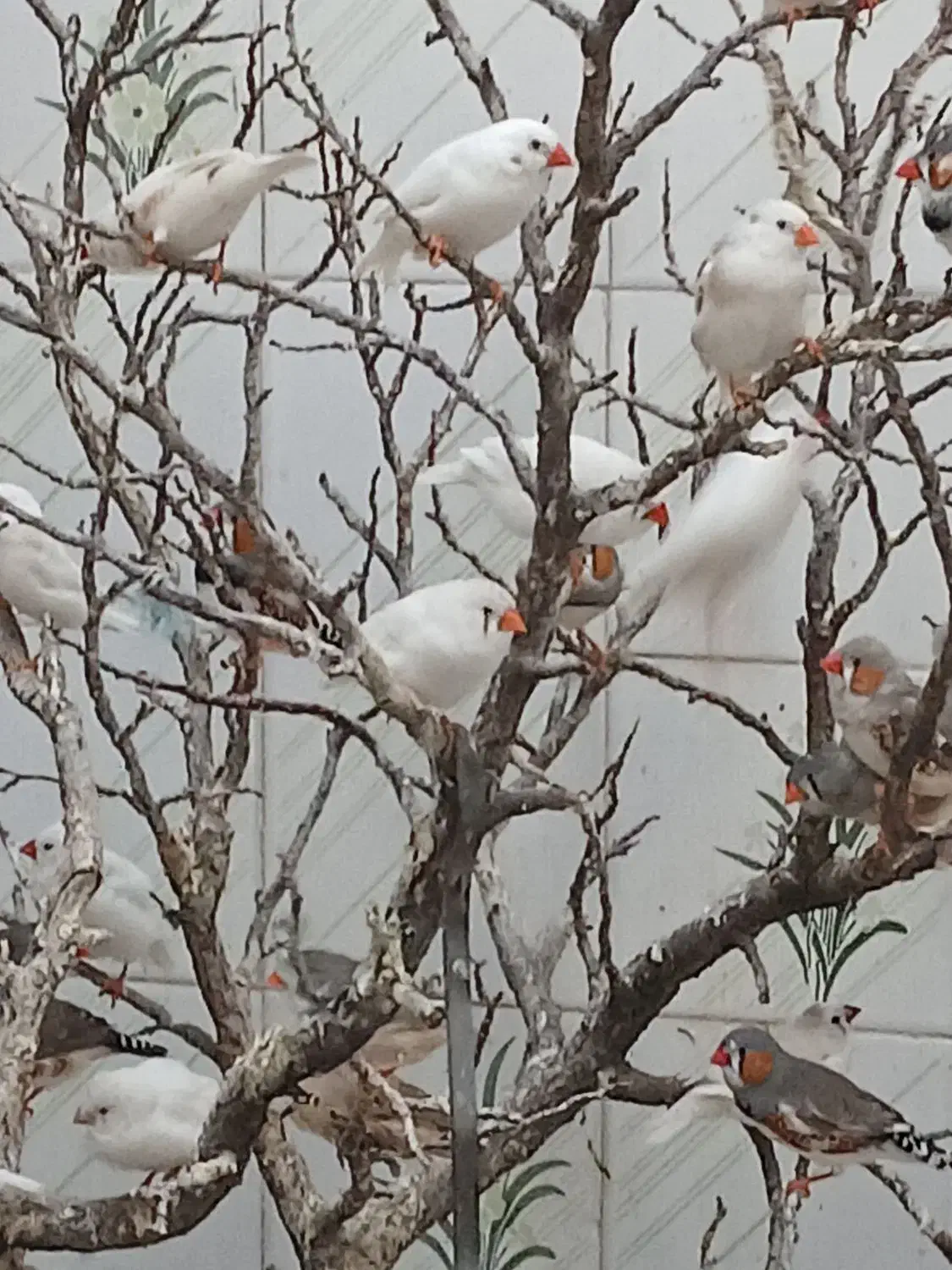 فنج مولد|پرنده|اراک, |دیوار