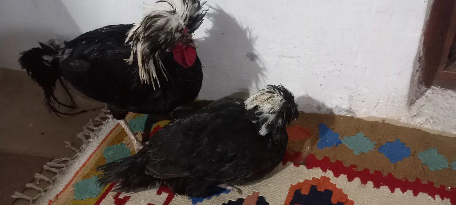 خروس ومرغ|حیوانات مزرعه|رضوانشهر, |دیوار