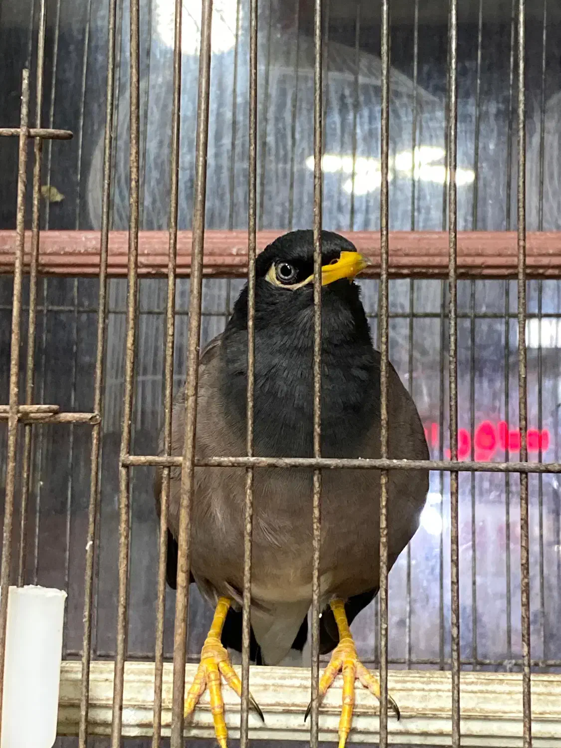 مرغ مینا|پرنده|قائم‌شهر, |دیوار