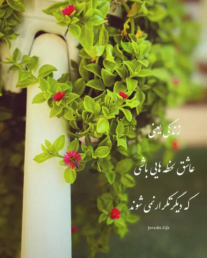 ضامن|فعالیت داوطلبانه|جهرم, |دیوار