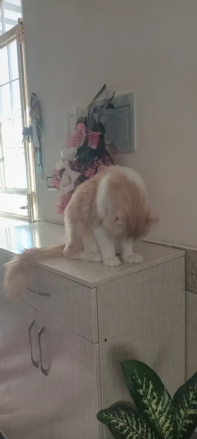 گربه پرشین|گربه|کاشان, خرمدشت|دیوار