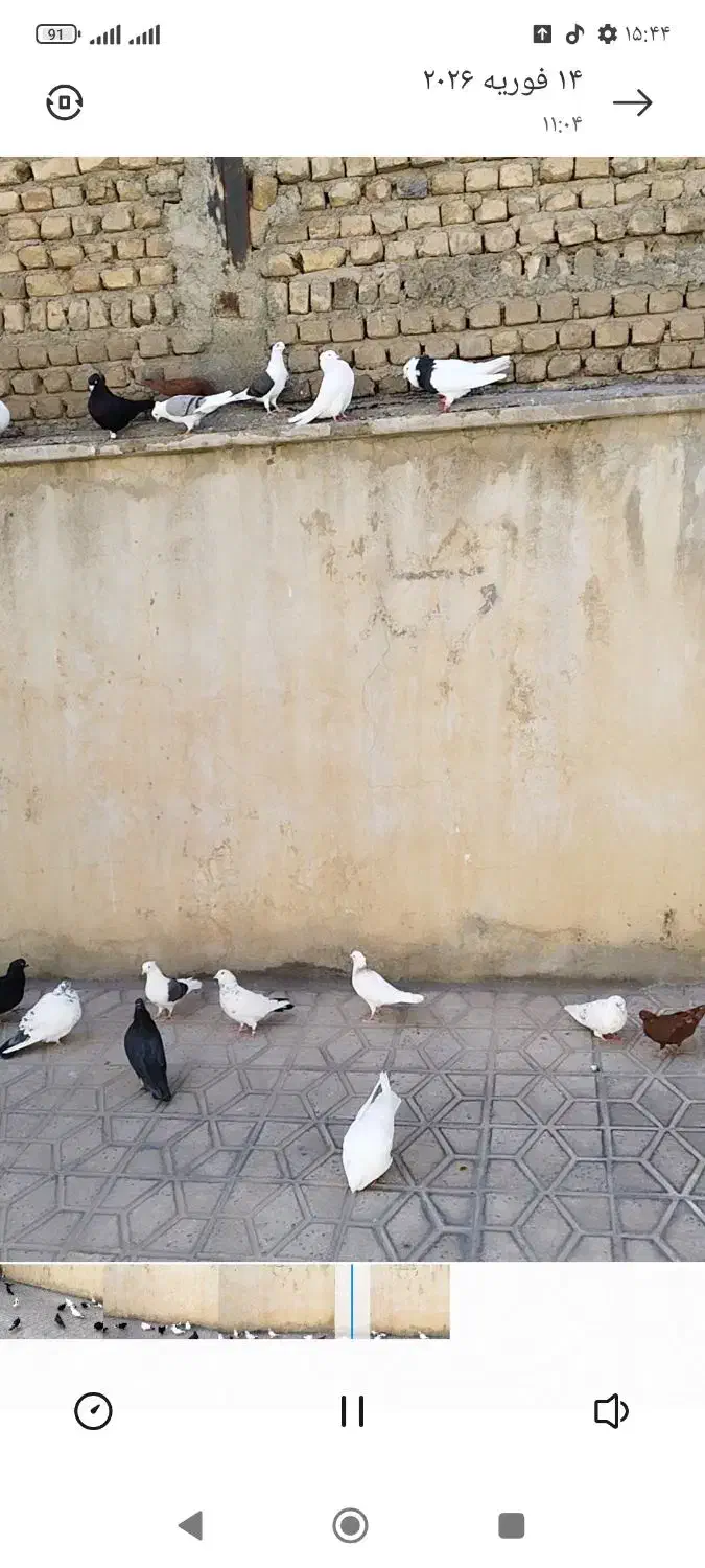 کبوتر گم شده.|حیوانات|دورود, |دیوار