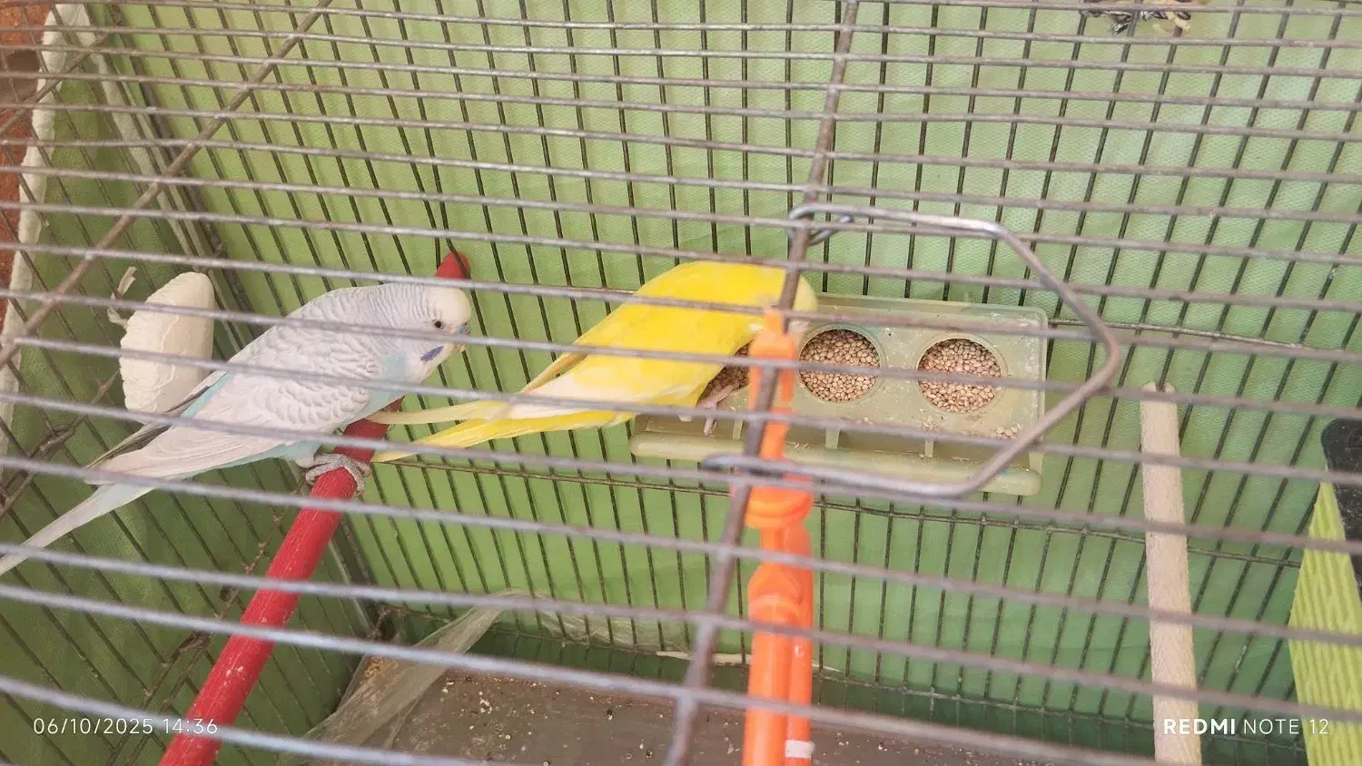 پرنده عشق|پرنده|شهرضا, |دیوار