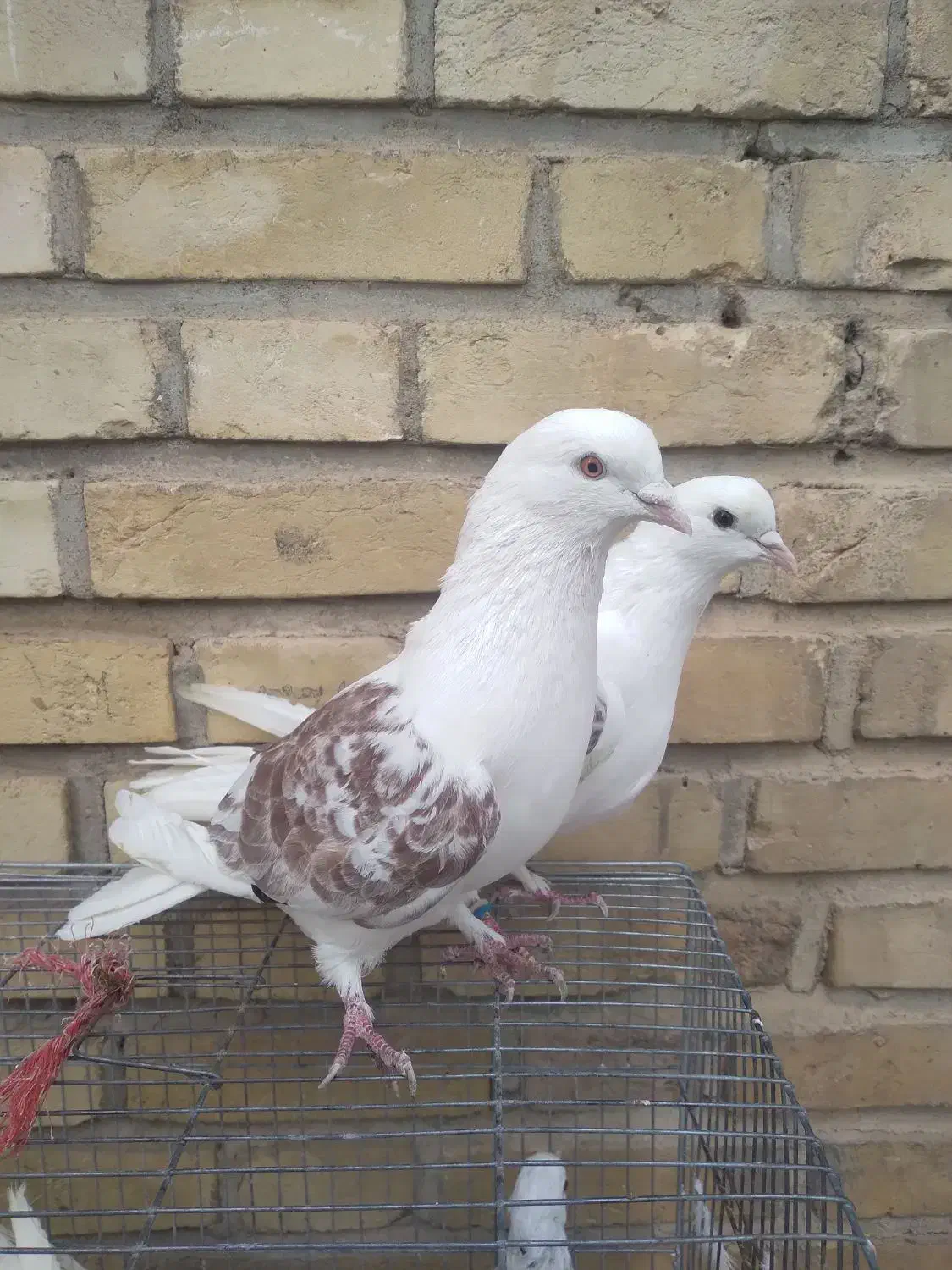 کفتر سالم|پرنده|خلخال, |دیوار