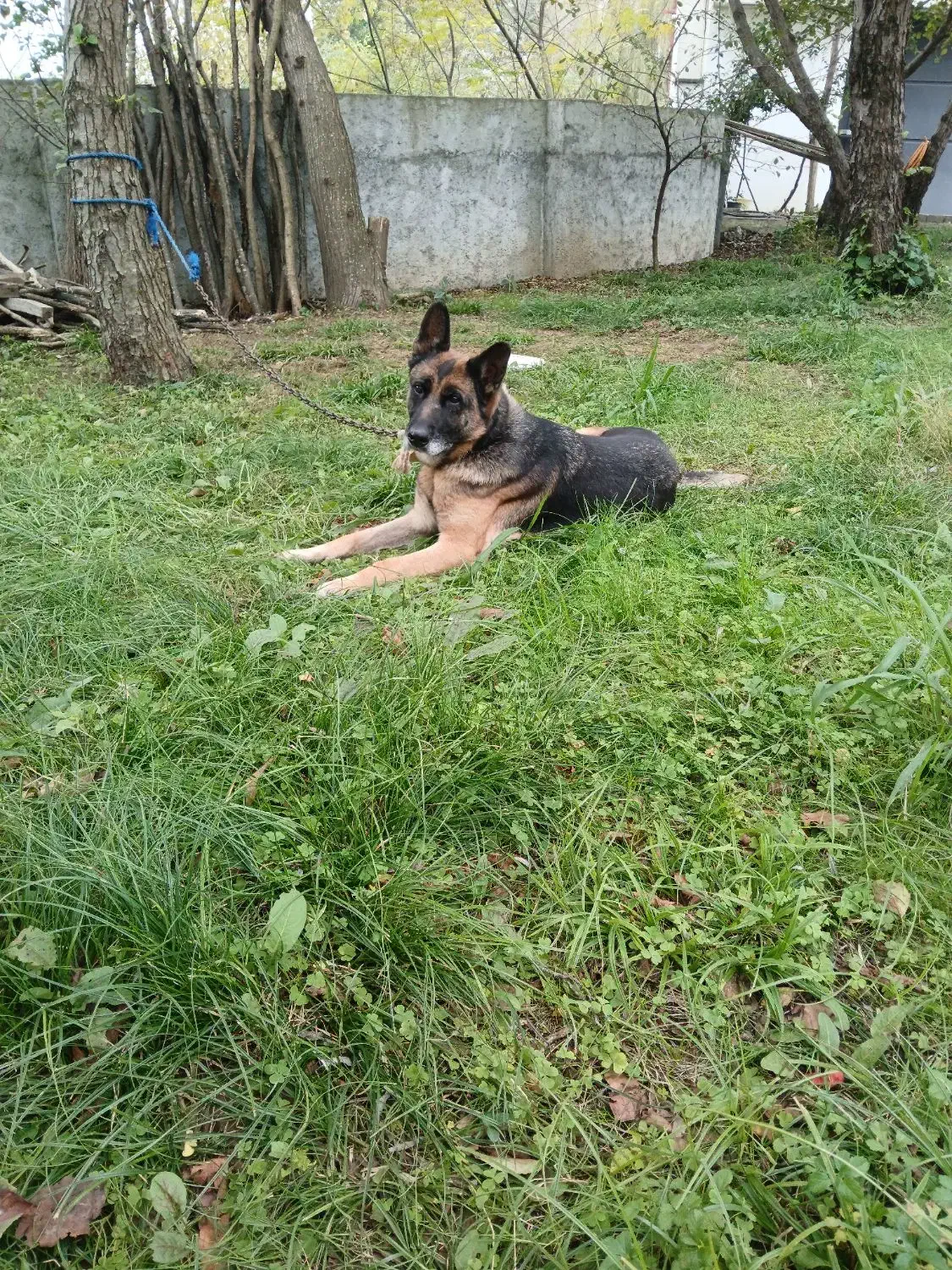 ژرمن گرگی|سگ|عباسآباد, |دیوار