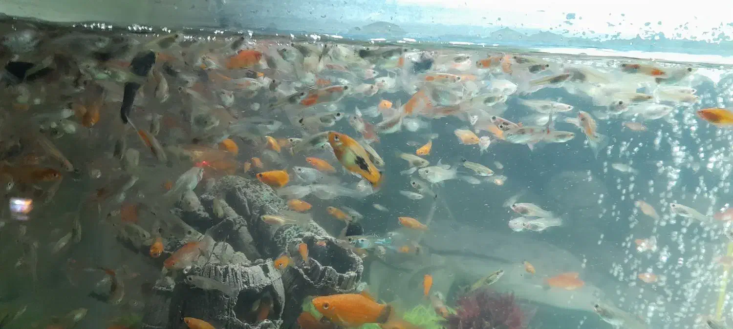 خوراک ماهی گوشتخوار|ماهی|تهران, تهرانسر غربی|دیوار