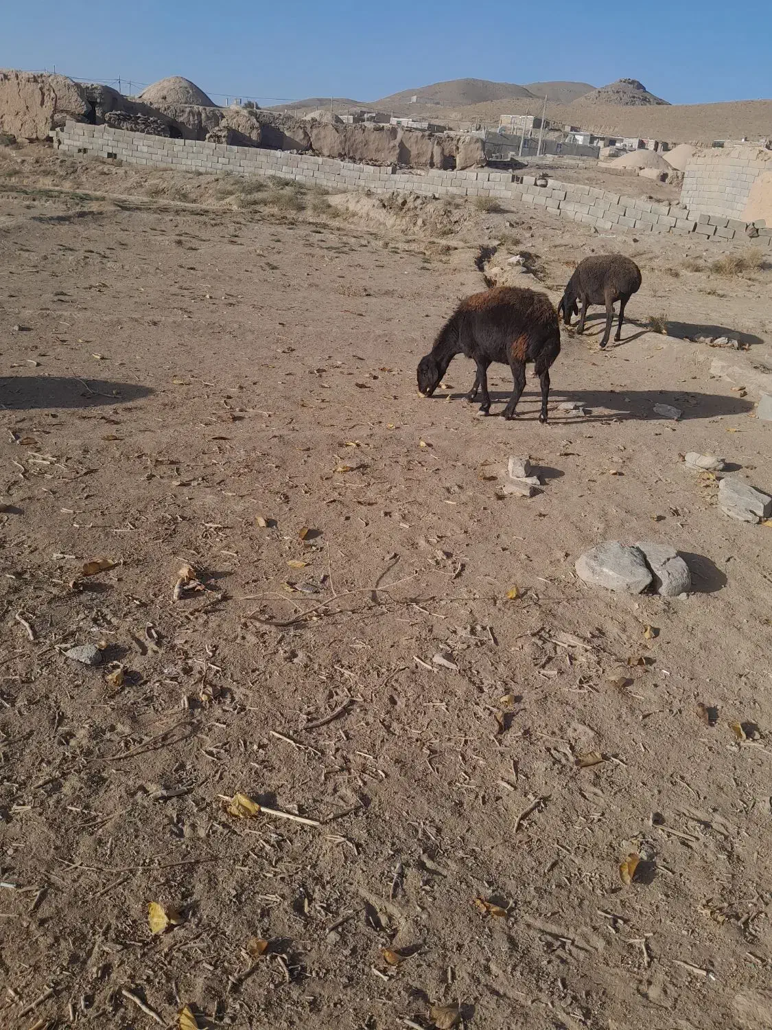 میش اوست ۷ عدد|حیوانات مزرعه|تربت جام, جلگه موسی آباد|دیوار