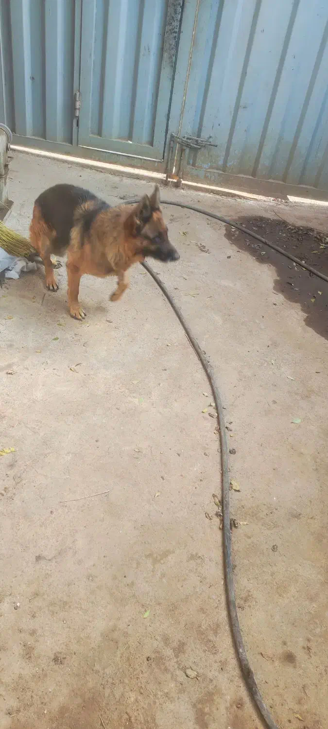 سگ ژرمن ماده|سگ|پاکدشت, پاکدشت (مامازند)|دیوار