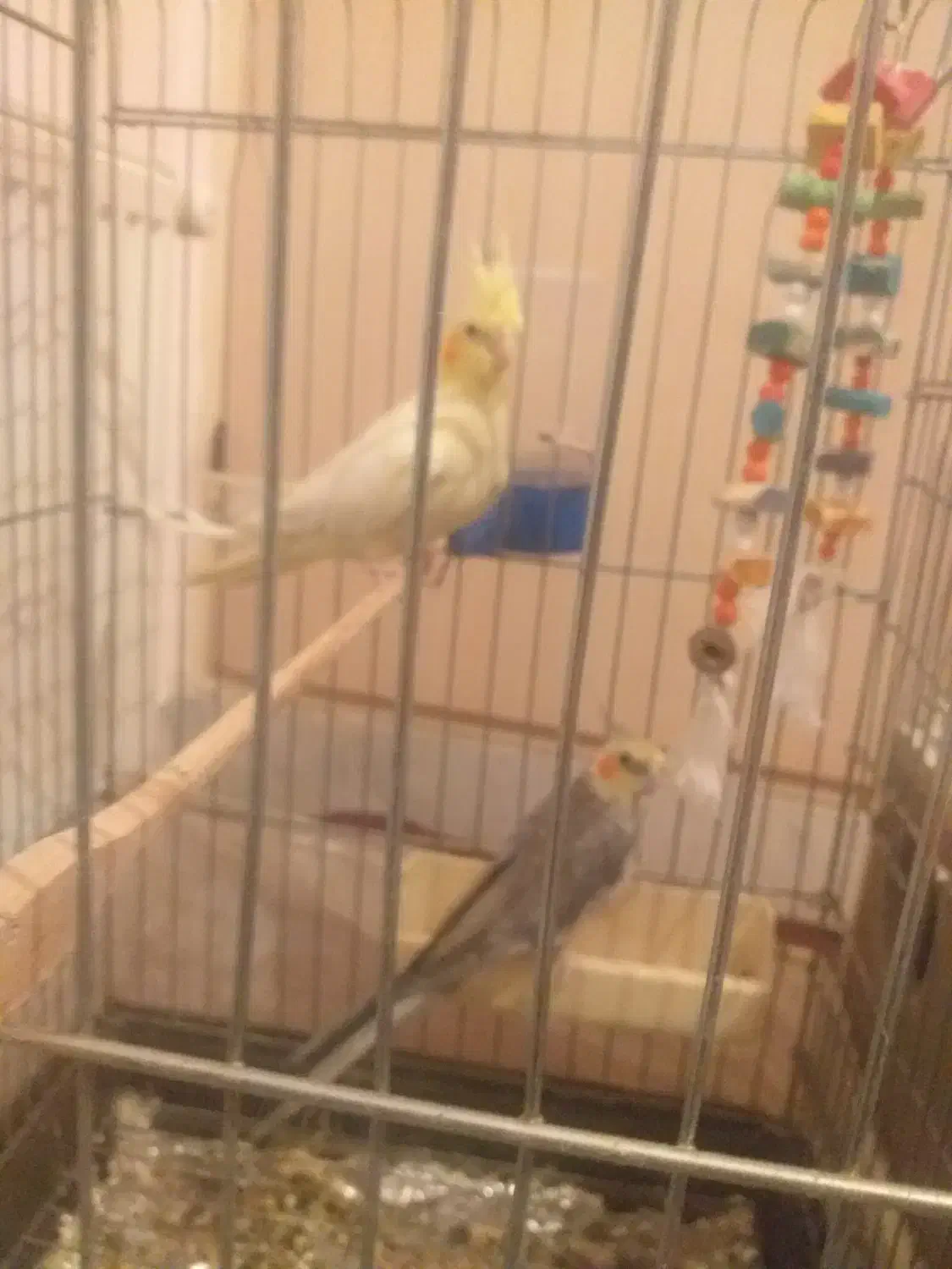 عروس هلندی سالم و سرحال|پرنده|ساوه, |دیوار