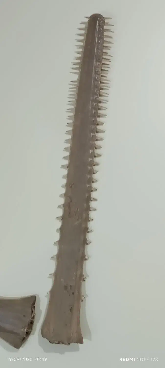 اره ماهی قدیمی|کلکسیون و سرگرمی|شهرکرد, |دیوار