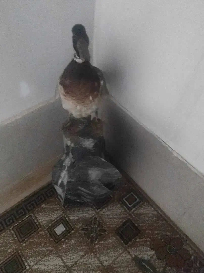 پرنده تزئینی طبیعی|مجسمه، تندیس، ماکت|پارسآباد, |دیوار