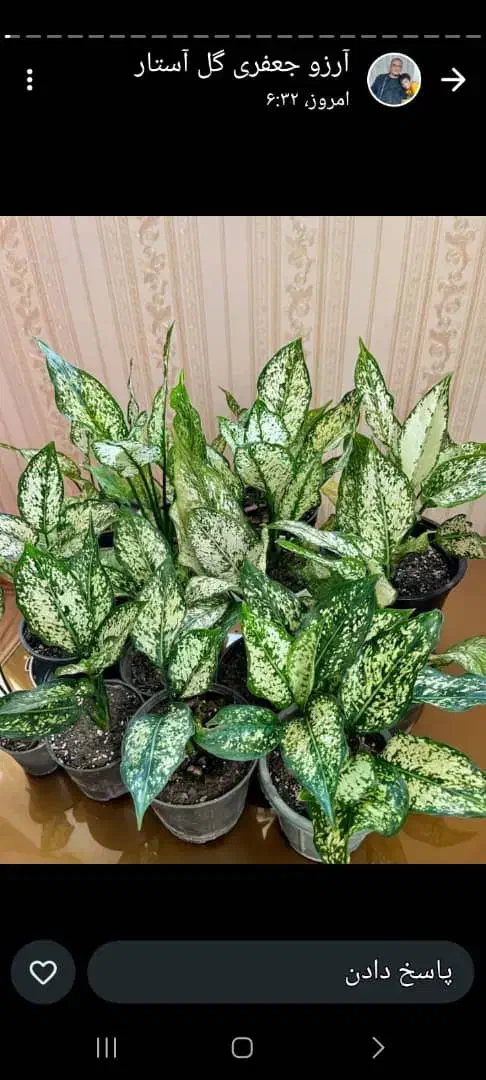 گل های زیبا|گل و گیاه طبیعی|آستارا, |دیوار