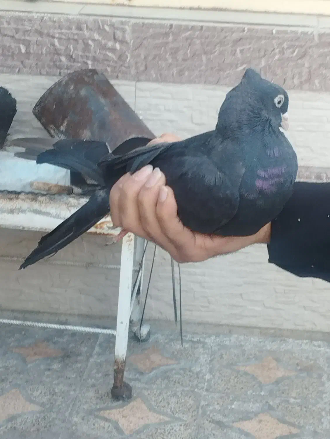 یک عدد صرب نر|حیوانات|ایذه, |دیوار