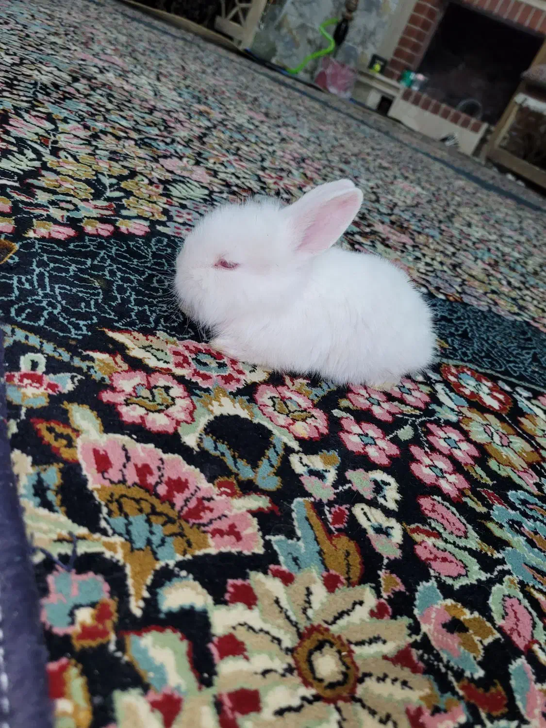 بچه خرگوش لوپ|موش و خرگوش|رفسنجان, |دیوار