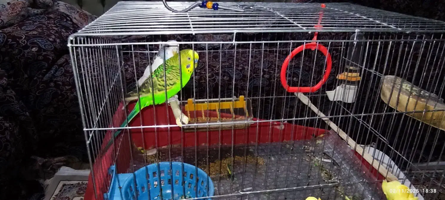 مرغ عشق نروماده|پرنده|پاوه, |دیوار