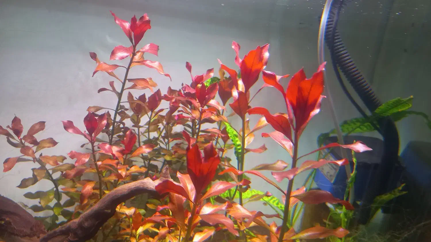 انواع گیاه اکواریومی&پلنت|ماهی|شیراز, میانرود|دیوار