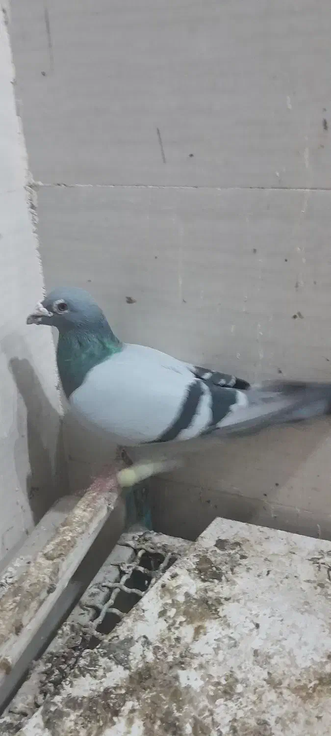 کبوتر پلاکی|پرنده|ویسیان, |دیوار