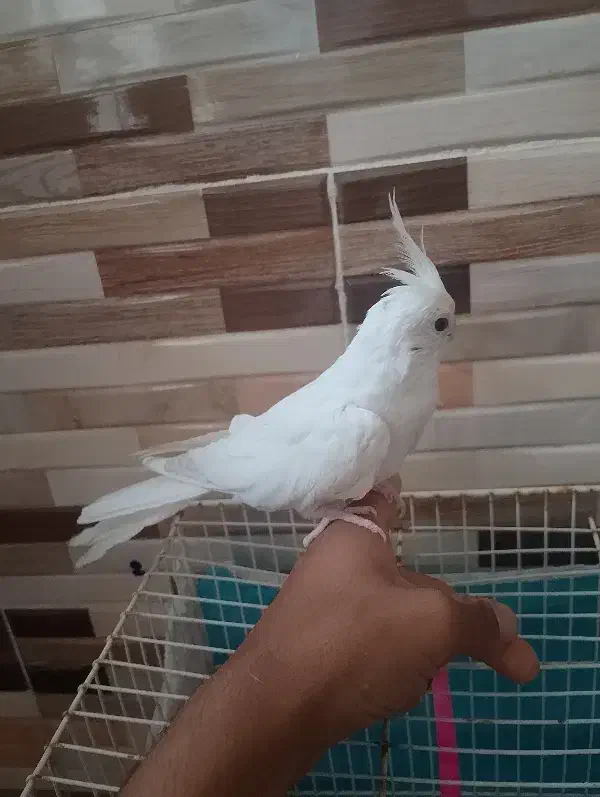 عروس هلندی آلبینو|پرنده|تربت جام, کشتارگاه|دیوار