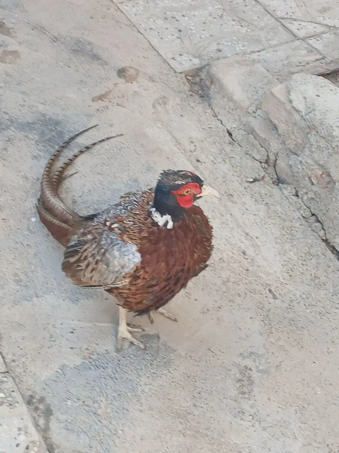 بلدرچین|پرنده|همدان, |دیوار