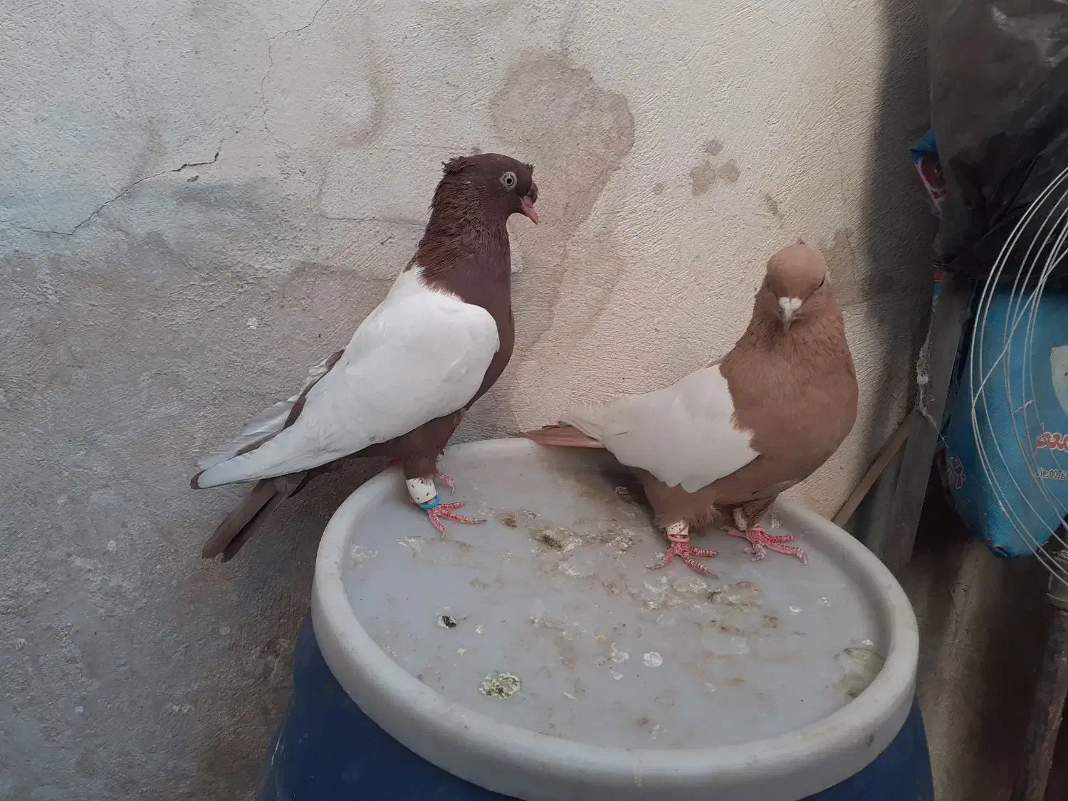 سینه دوکاکله|پرنده|شیراز, بازار|دیوار