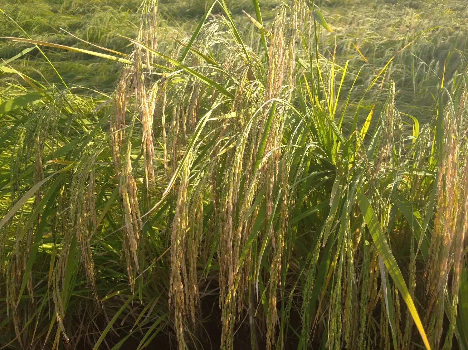 برنج دم‌سیاه اصل تضمینی|خوردنی و آشامیدنی|ویسیان, |دیوار