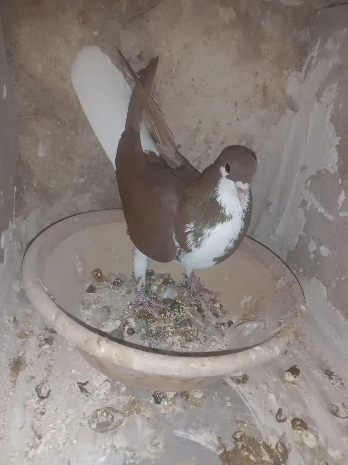 شهری سرخ ماده|پرنده|شیراز, محمدیه|دیوار