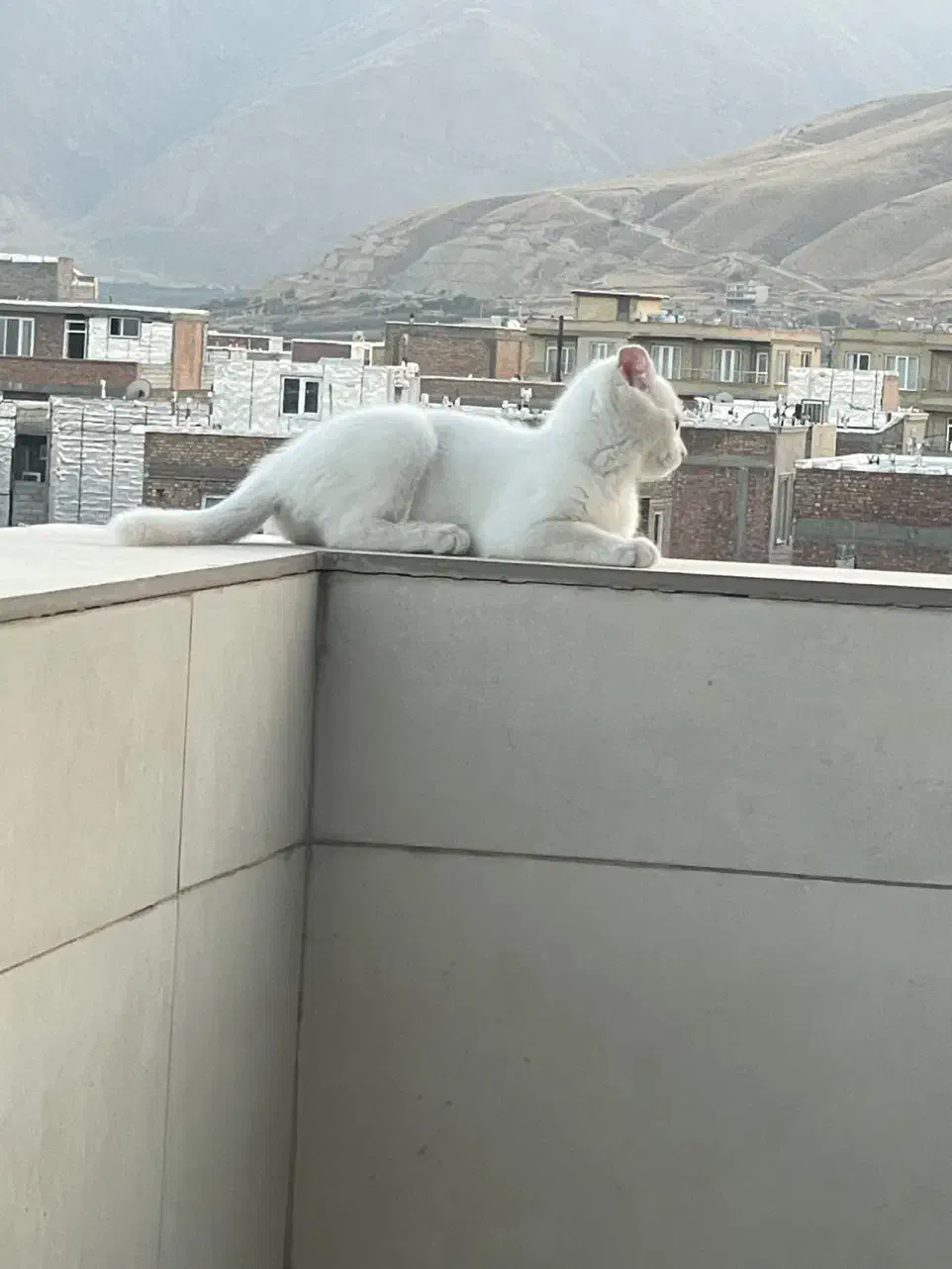 گربه اسکاتیش بریتیش با گوشهای خمیده و فسقلی|گربه|پیرانشهر, |دیوار