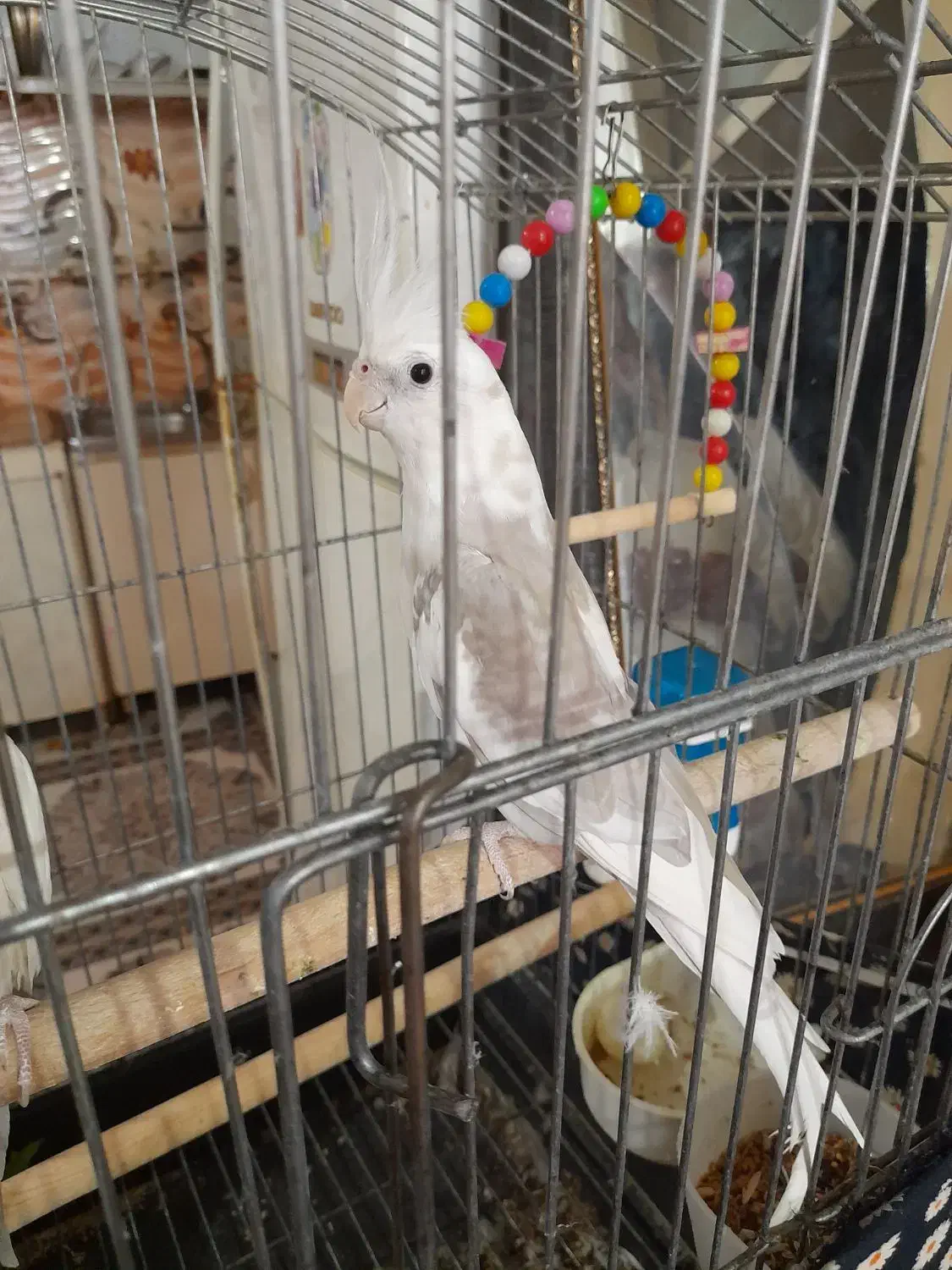 عروس پاریس زینتی حمیدیه|پرنده|حمیدیه, |دیوار