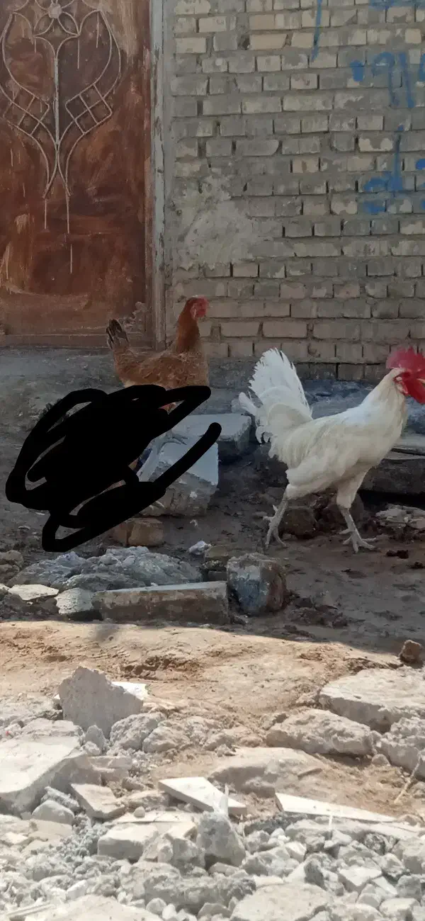یه جفت مرغ خروس عربی|حیوانات مزرعه|اهواز, کوی ابوالفضل|دیوار
