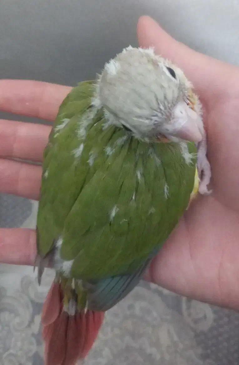 جوجه سرلاکی گیرینچیک اناناسی فول رد قرمز|پرنده|شهریار, شهریار|دیوار