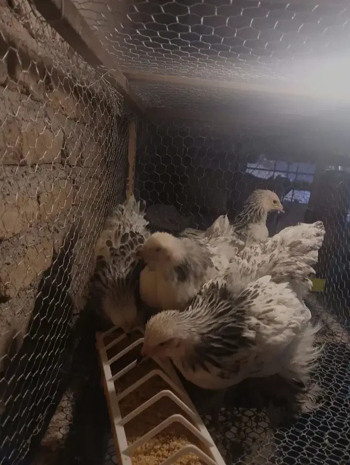 جوجه برهما لایت اصیل|حیوانات مزرعه|قدس, شهر‌قدس|دیوار