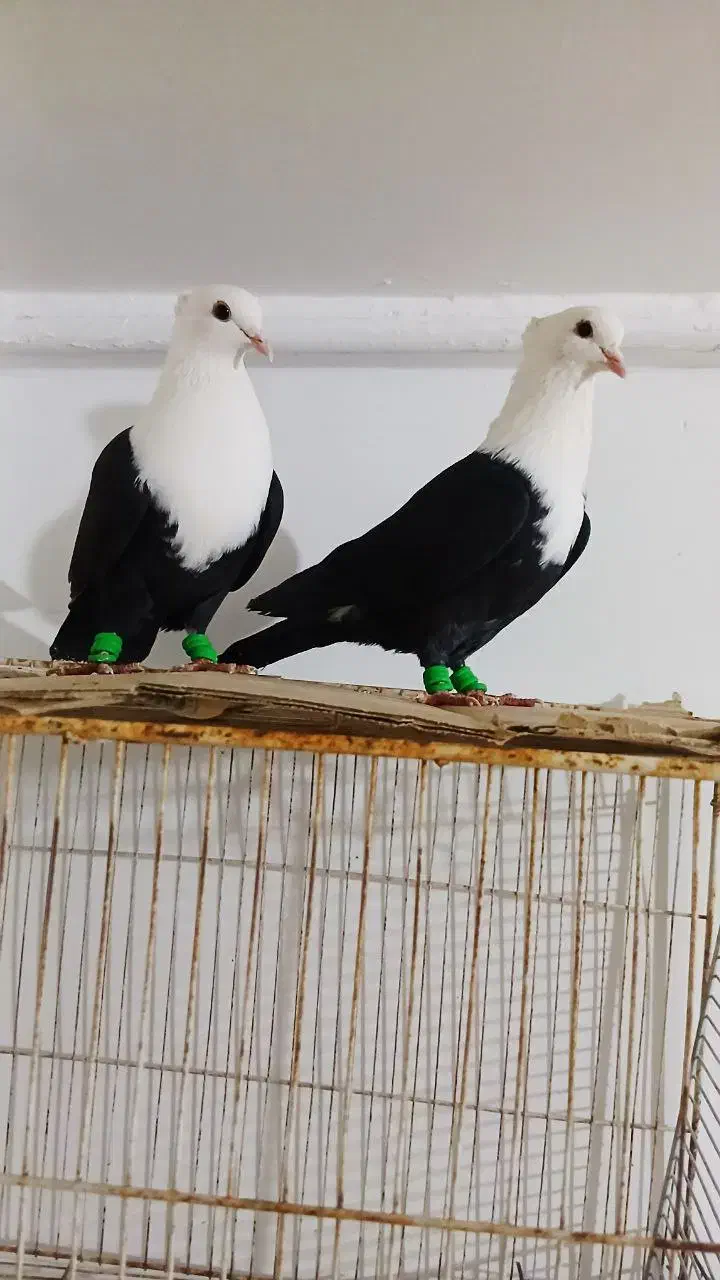 کبوتر|حیوانات|قم, چهل درخت‎|دیوار